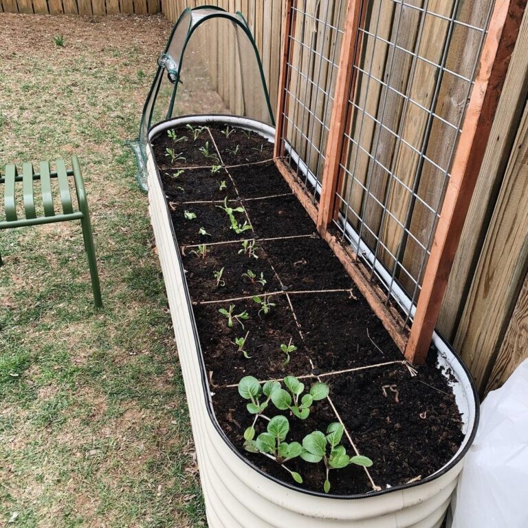 What Crops Should You Plant In Your Raised Garden Bed?